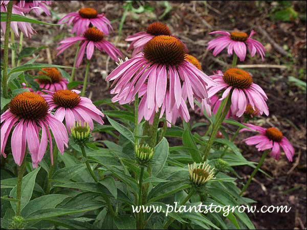 Echinacea Bright Star
